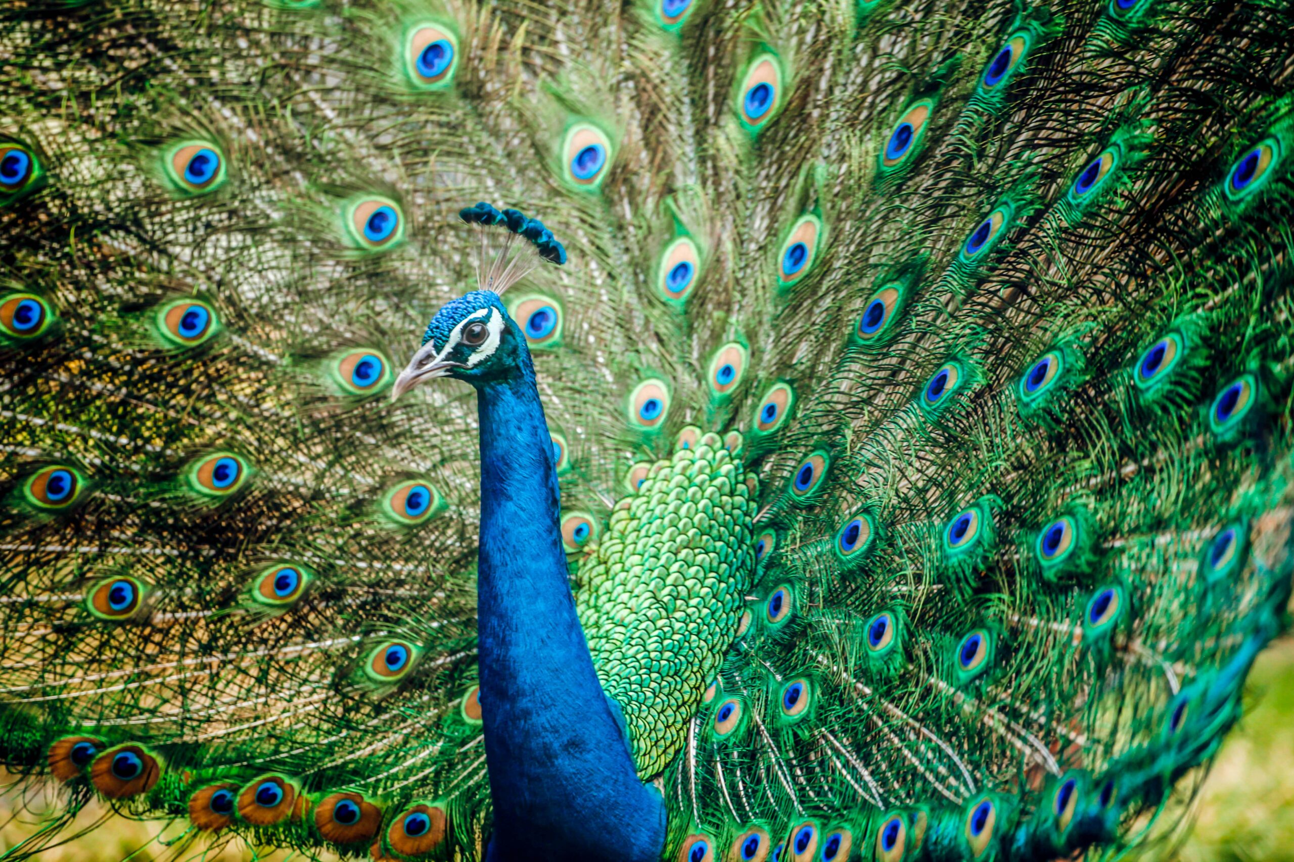 Word of the Day: Ostentatious